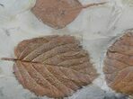 Fossil Leafs (Zizyphoides, Davidia, Beringiaphyllum) #35735-1